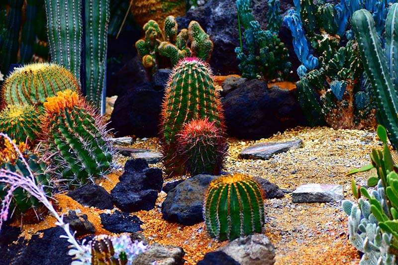Full outdoor cactus garden landscape with mixed desert plants