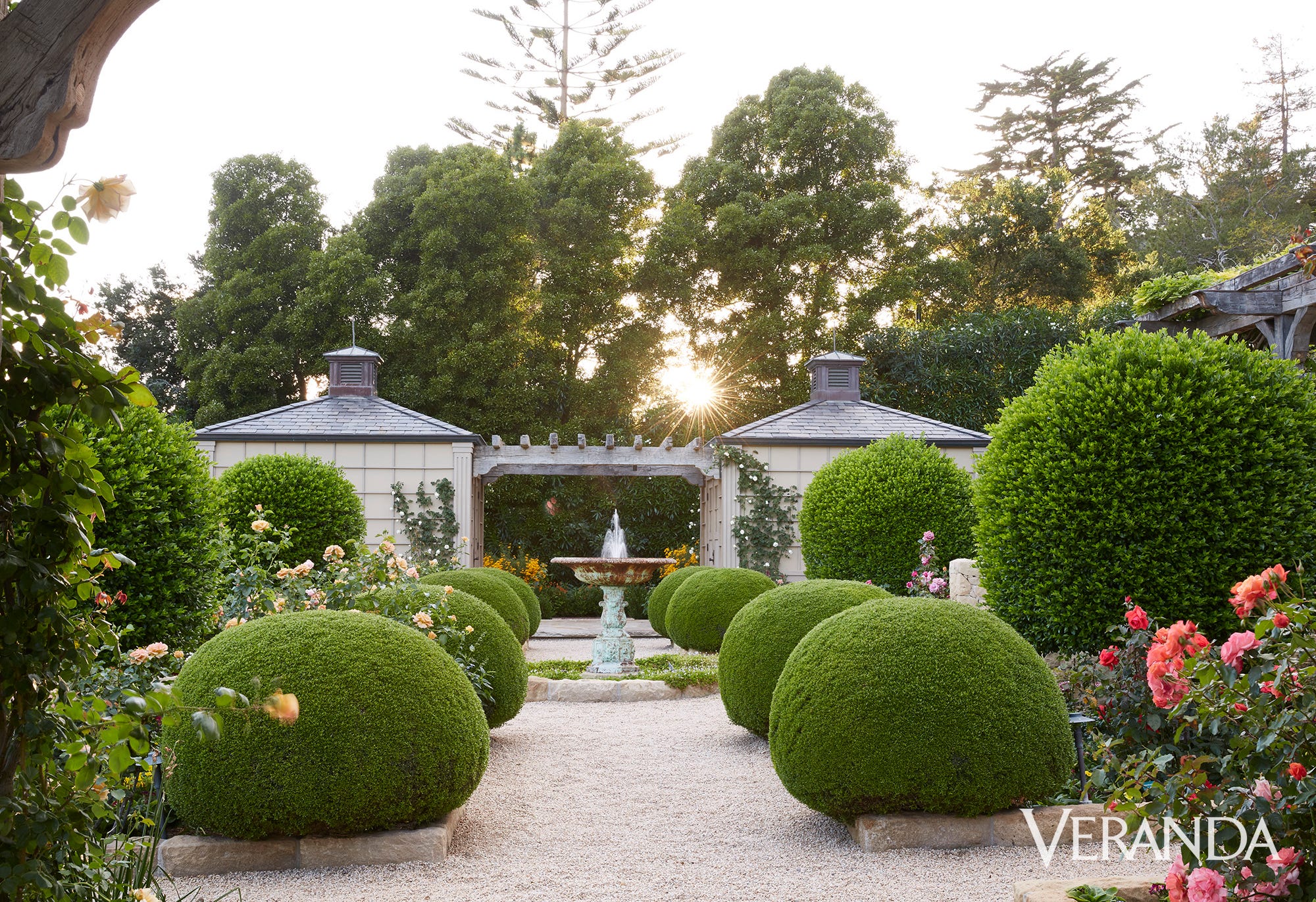 Boxwood and rose garden combination
